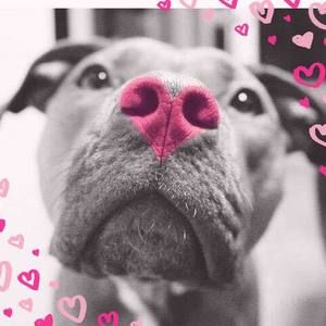 Meet your Posher, Dana